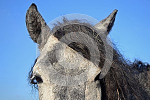 Portrait of gray horse breed transbaikalian