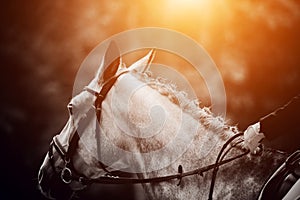 Portrait of a gray horse with a bridle on its muzzle and a braided mane illuminated by the rays of the setting sun. Equestrian