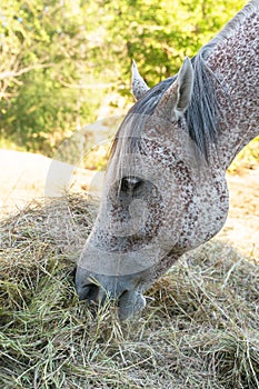 Portrait of a gray horse eating hay