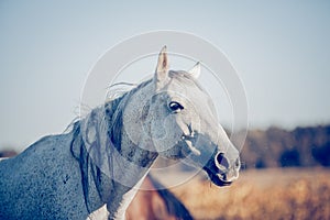 Portrait of a gray horse in the fields