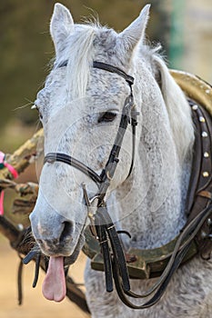 Portrait of a gray horse in harness showing tongue.