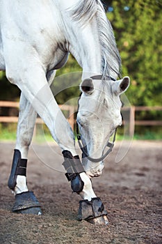 Portrait of gray horse scratching leg