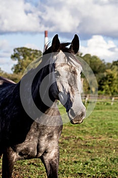 Portrait of gray horse in summer