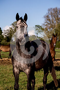 Portrait of gray horse in summer