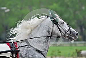 Portrait of a gray horse trotter breed in motion