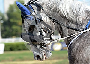 Portrait of a gray horse trotter breed in motion on hippodrome.