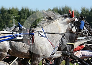 Portrait of a gray horse trotter breed in motion on hippodrome.