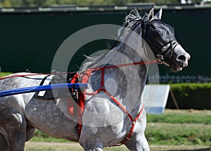 Portrait of a gray horse trotter breed in motion on hippodrome.