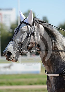 Portrait of a gray horse trotter breed in motion on hippodrome.