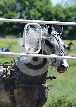 Portrait gray horse trotter breed and start-to machine