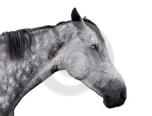 Portrait of a gray horse on a white background