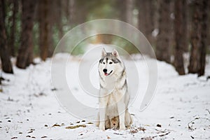 Portrait of a gray husky sitting in a snowy forest.