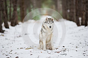 Portrait of a gray husky sitting in a snowy forest.