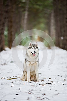 Portrait of a gray husky sitting in a snowy forest.