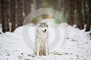 Portrait of a gray husky sitting in a snowy forest. A dog on a n