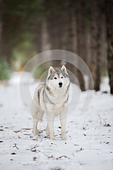 Portrait of a gray husky standing in a snowy forest