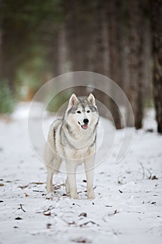 Portrait of a gray husky standing in a snowy forest