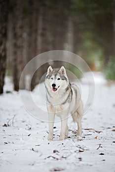 Portrait of a gray husky standing in a snowy forest. A dog on a