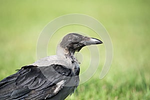 Portrait of a gray jay sitting in the grass.