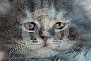 Portrait of a gray kitten
