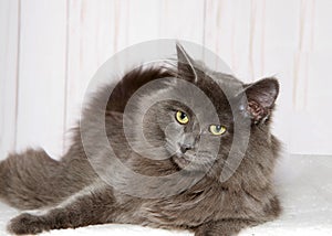 Portrait of a gray kitten laying on a blanket looking to viewers left