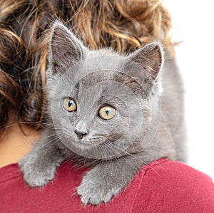 Portrait of a gray kitten on the shoulder of a girl isolated on a white background.