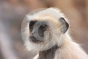 Portrait of Gray langur (Semnopithecus dussumieri), Ranthambore