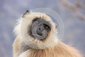 Portrait of gray langur sitting in Amber Fort near Jaipur, Raja