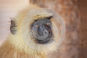 Portrait of gray langur sitting in Amber Fort near Jaipur, Raja