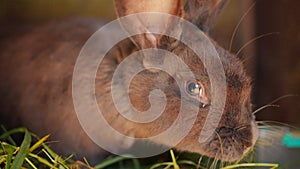Portrait of gray rabbit sniffing in cage in slow motion. Close-up animal on cattle farm in village.