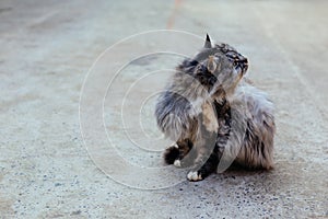 Portrait of a gray rural cat.