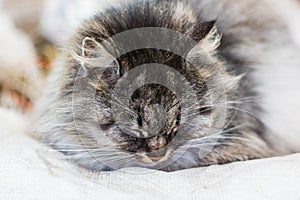 Portrait of a gray rural cat