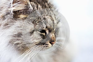 Portrait of a gray rural cat.