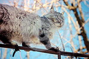 Portrait of a gray rural cat.