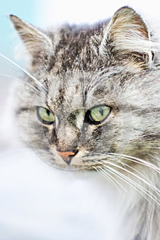 Portrait of a gray rural cat.