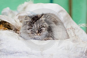 Portrait of a gray rural cat