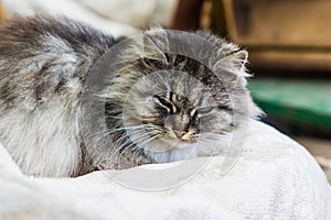Portrait of a gray rural cat