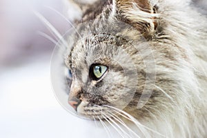 Portrait of a gray rural cat.