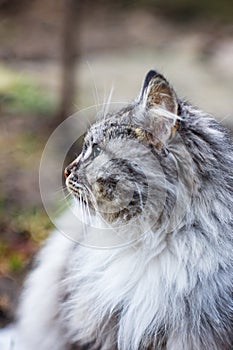 Portrait of a gray rural cat.