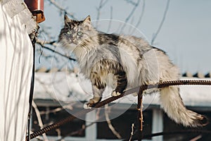 Portrait of a gray rural cat.