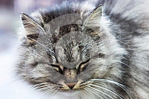 Portrait of a gray rural cat.