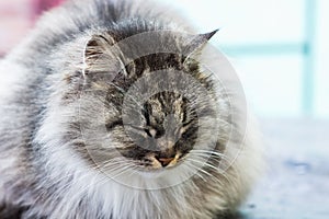 Portrait of a gray rural cat.