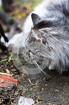 Portrait of a gray rural cat.