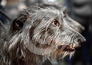 Portrait of Gray Scottish Deerhound dog with tapering muzzle