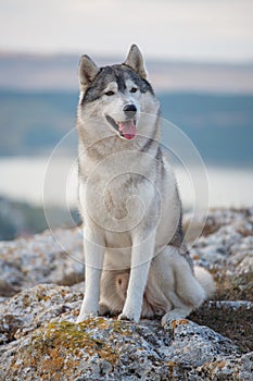 Portrait of a gray Siberian husky who sits on a rock against the