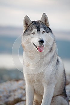 Portrait of a gray Siberian husky who sits on a rock against the