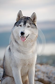 Portrait of a gray Siberian husky who sits on a rock against the backdrop of mountains and clouds and looks into the camera.