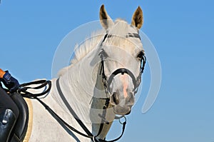 Portrait of gray sportive horse photo