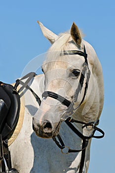 Portrait of gray sportive horse