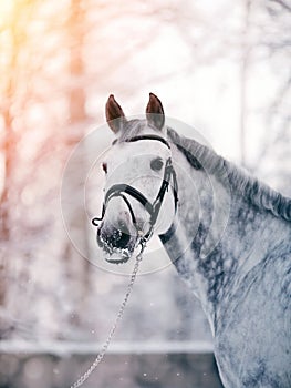 Portrait of a gray sports horse in the winter